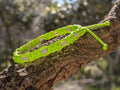 Collier Vert Fluo pour Chien – Paracorde Tressé & Perles EM Antiparasitaires